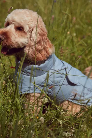 Next Quilt Dog Coat