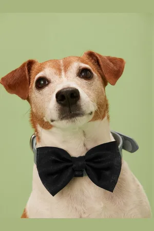 Next Satin Matching Family Tie